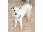 Adopt Hwangjoo a White Shiba Inu / Mixed dog in Vancouver, BC (34335338)