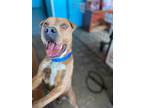 Adopt Wick a Tan/Yellow/Fawn Shar Pei / Mixed dog in BURIEN, WA (34335267)