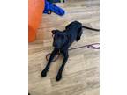 Adopt Toby a Black Labrador Retriever / Mixed dog in Athens, GA (34318215)