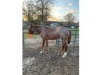 AQHA Yearling Red Roan Filly