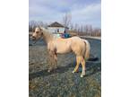 The Palomino Filly you have been looking for