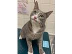 Adopt GIN a Domestic Short Hair