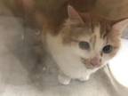 Adopt SHANNON a Domestic Medium Hair