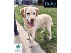 Adopt Duke a Labrador Retriever