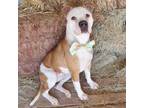Adopt GRACE a Pit Bull Terrier, Mixed Breed