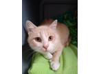 Adopt Picabu a Domestic Short Hair