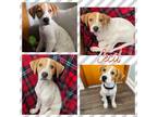 Adopt Cecil a Mixed Breed