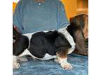 Basset Hound Puppy for sale in Italy, TX, USA