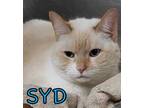 Adopt Syd a White Siamese / Domestic Shorthair / Mixed cat in Spartanburg