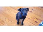 Adopt Annie Oakley a Labrador Retriever / Staffordshire Bull Terrier dog in