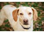 Adopt Daisy Bell a White - with Tan, Yellow or Fawn Pointer / Hound (Unknown