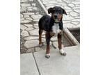 Adopt Pickles a Black - with Tan, Yellow or Fawn Doberman Pinscher / Mixed dog