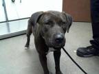 Adopt KELLEY a Pit Bull Terrier, Mixed Breed