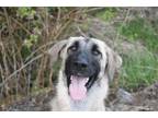 Adopt Mirabel #33034 a Anatolian Shepherd