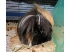 Adopt Mama Fiama -ADOPTED a Guinea Pig