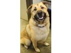 Adopt Rex a Great Pyrenees, Shepherd