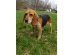 Adopt Jenny a Beagle