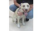 Adopt YOYO a Siberian Husky, Mixed Breed