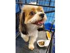 Adopt KING a Shih Tzu