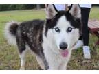 Adopt 49907044 a Siberian Husky, Mixed Breed