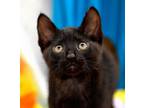 Adopt Toto - 1960/I45 Petsmart a Bombay, Domestic Short Hair