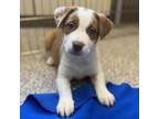 Adopt Miriam Pataki a Pit Bull Terrier, Boxer