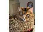 Adopt Ginger a Calico, Tortoiseshell