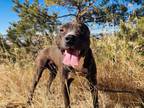 Adopt Cooper a American Staffordshire Terrier, Pit Bull Terrier