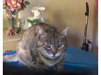 Adopt Cha Cha a Brown Tabby Domestic Shorthair / Mixed (short coat) cat in