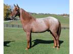 Super Smooth Gaited Trail Horse, Fancy Red Roan! for sale
