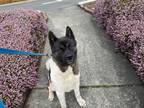 Adopt Rudy a Black - with White Akita / Mixed dog in Port Orchard, WA (34354662)