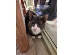 Adopt Bo a Gray or Blue Domestic Shorthair / Domestic Shorthair / Mixed cat in