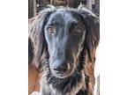 Adopt Zuri a Black Saluki / Mixed dog in Toronto, ON (34351840)