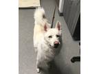 Adopt Ghost a Siberian Husky