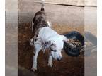 Catahoula Leopard Dog PUPPY FOR SALE ADN-367371 - Merle catahoula
