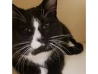 Adopt JB a Domestic Short Hair