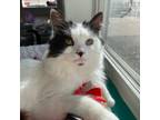 Adopt Abner a Domestic Long Hair