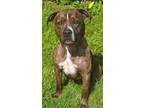 Adopt Leo a Boxer, Pit Bull Terrier