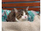 Adopt Boe a Domestic Short Hair