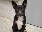 Adopt ORLEANS a Mixed Breed