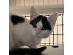 Adopt Sparrow a Domestic Short Hair