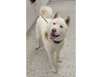 Adopt Siku a Siberian Husky, Mixed Breed