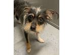 Adopt Fern a Yorkshire Terrier, Terrier