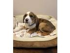 Adopt Achilles a Australian Shepherd, Hound