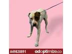 Adopt Canelo a Pit Bull Terrier, Mixed Breed