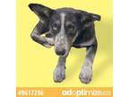 Adopt 49617296 a Australian Cattle Dog / Blue Heeler, Husky