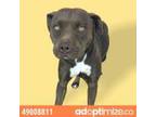 Adopt 49008811 a Pit Bull Terrier, Mixed Breed