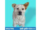 Adopt 49567996 a Australian Cattle Dog / Blue Heeler, Mixed Breed