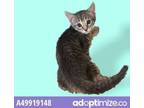 Adopt KIT4 a Domestic Short Hair