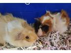 Adopt Darleen & Edith a Guinea Pig